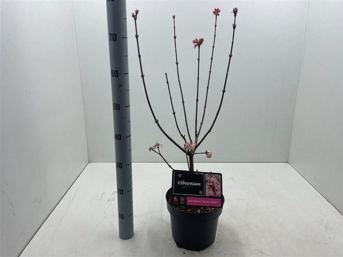 Viburnum bodn. 'Charles Lamont' - C4